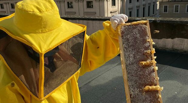 Scatta l’allarme vespe orientali, gli esperti: «Fanno strage di api, così a rischio i raccolti di frutta»