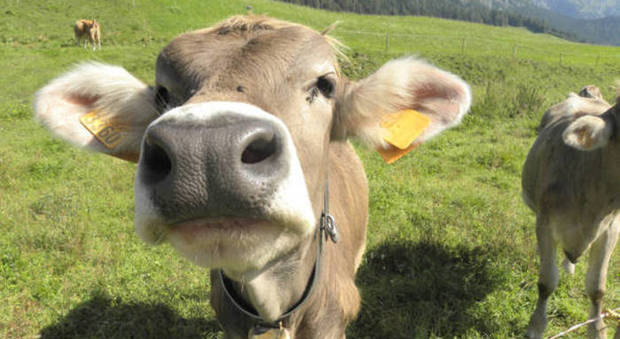 Arriva Tudder, la app per gli appuntamenti romantici tra vacche e tori