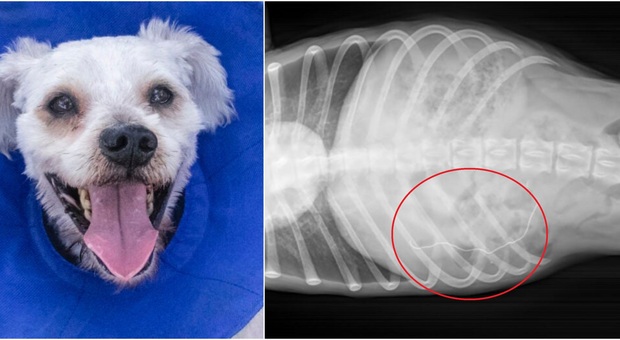 Cane mangia una mascherina, operato per blocco intestinale. «Non gettatele per strada»