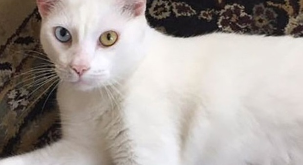 La storia di Cotone, il gatto con un occhio verde e uno azzurro