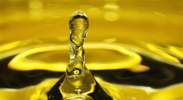 La risposta alla xylella Dagli ulivi resistenti arriva il primo olio