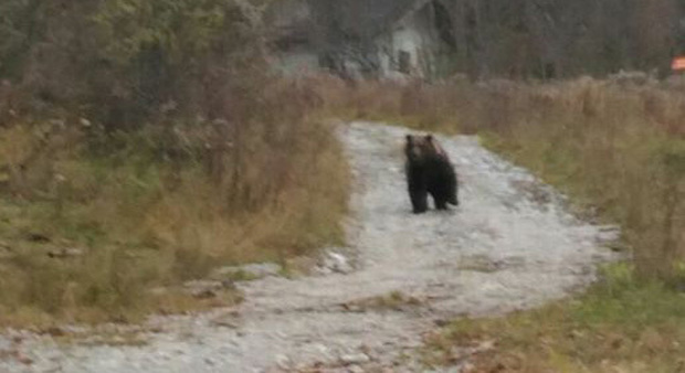 L'orso avvistato a Malborghetto Valbruna