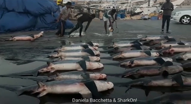 Centinaia di squali stesi sulla banchina di un porto arabo