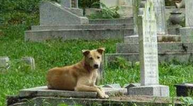 Cani e gatti orfani dopo la morte del proprietario, l'agenzia funebre: «Gli diamo una casa fino all'adozione»