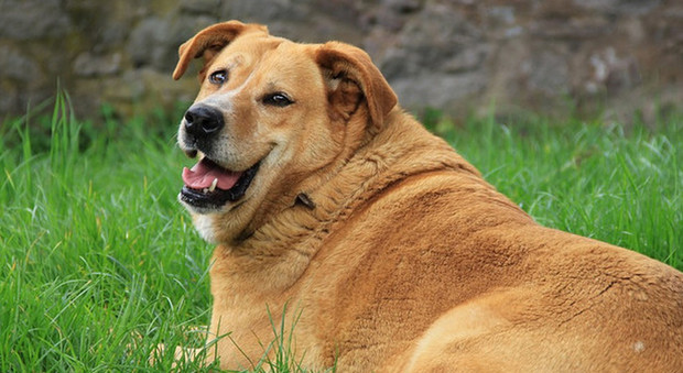 Cani sempre più obesi: i veterinari costretti a comprare l'attrezzatura per sollevarli