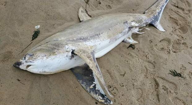 Squalo morto congelato trovato sulla spiaggia a Cape Cod. È mistero.