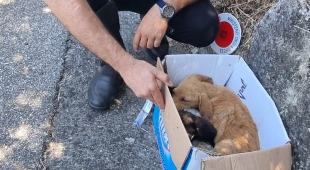 Tre cuccioli abbandonati sulla statale salvati dai carabinieri