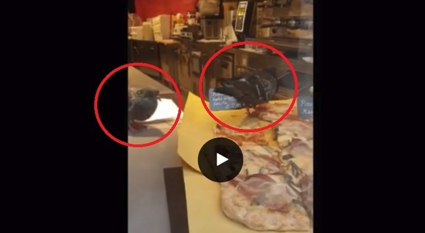 Venezia. I piccioni zompettano sopra la pizza in vendita nel locale