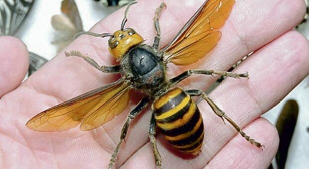 Calabrone asiatico fa strage di api (ne uccide 30 al giorno): appello italiano all'Unione Europea