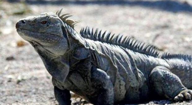 Perde una iguana di un metro sulla pista ciclabile: è allarme