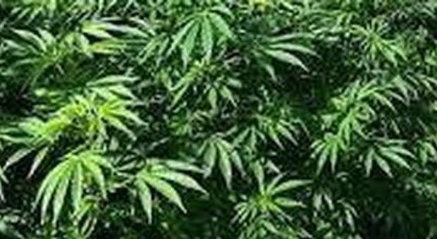 Sorrento, coltivava marijuana in casa: carcere e multa per un 54enne