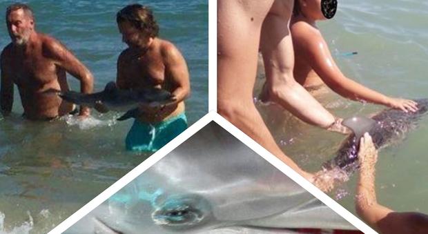 Baby delfino ferito, i bagnanti lo catturano per le foto ricordo: l'animale muore