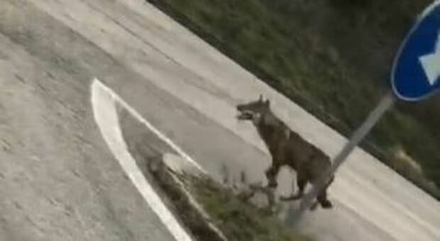 Il lupo avvistato sulla superstrada Fano-Urbino