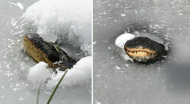 Coccodrillo bloccato nell'acqua ghiacciata: è ancora vivo, ma il cuore batte a malapena