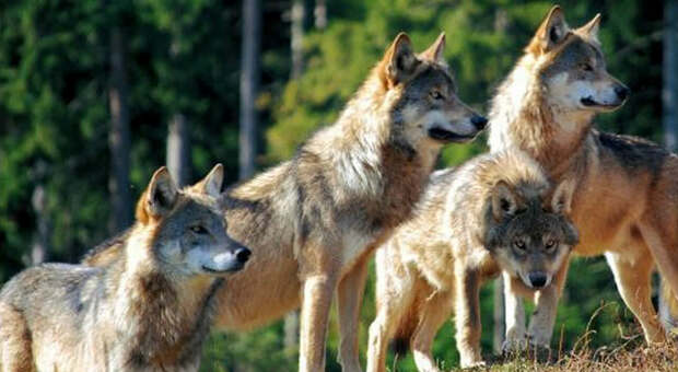 Trento. Animalisti sconfitti: il Tar decide per l'abbattimento di due lupi. Le associazioni non si arrendono: «Ricorso al Consiglio di Stato»
