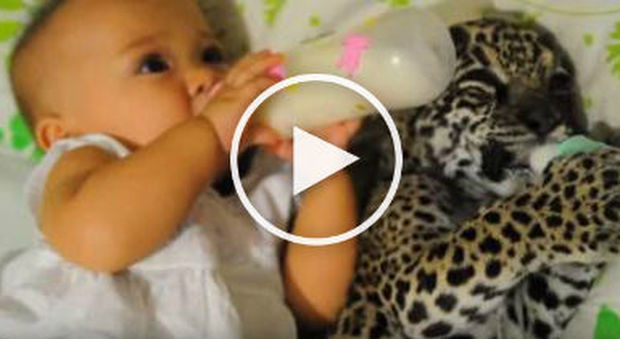 La bimba di 8 mesi beve il biberon con il cucciolo di giaguaro