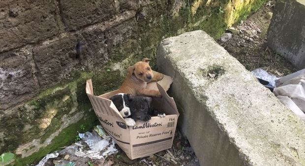 Scavi di Stabia, cuccioli abbandonati all'ingresso di Villa Arianna