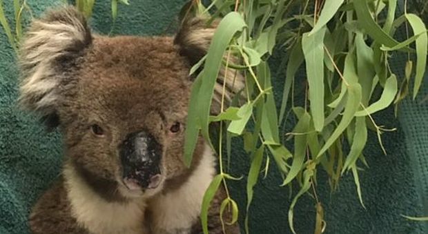 Morto Billy, il koala simbolo della distruzione degli incendi in Australia
