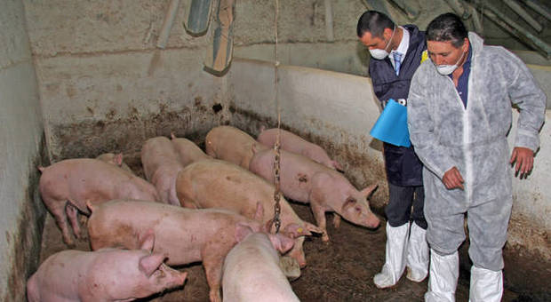 Peste suina, sequestrate 10 tonnellate di carni provenienti dalla Cina
