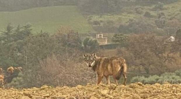 Un altro lupo avvistato nelle campagne di Civitanova. L’ultima segnalazione da contrada Asola