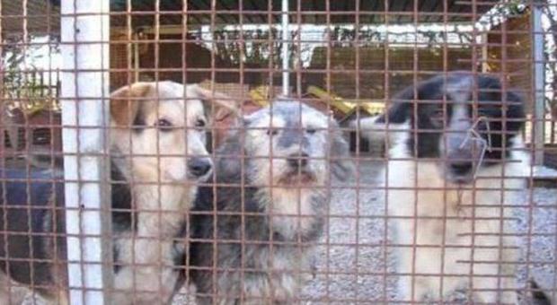 Animali, Soriano nel Cimino in rivolta "per la deportazione di 95 cani"