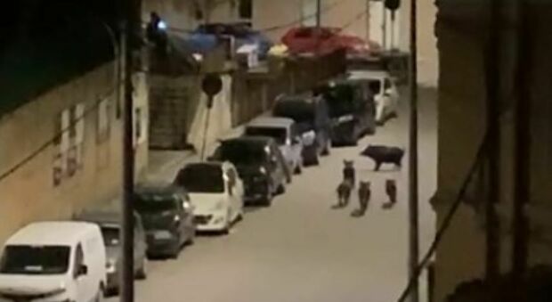 Ungulati ormai padroni della città, i cinghiali fino alla sede della Regione: «Chiudiamo il parcheggio»