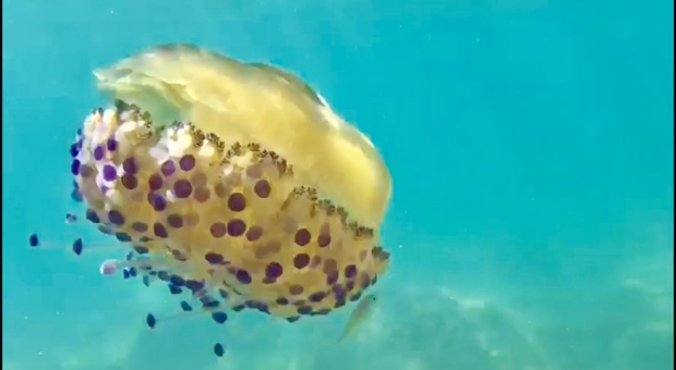 Non uccidete Cassiopea: è na medusa utile al mare. Non pizzica e spesso viene tirata a riva dove muore