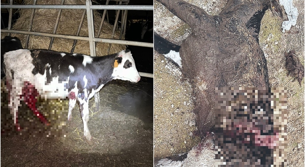 Mucche azzannate in Masseria e uccise: è allarme lupi
