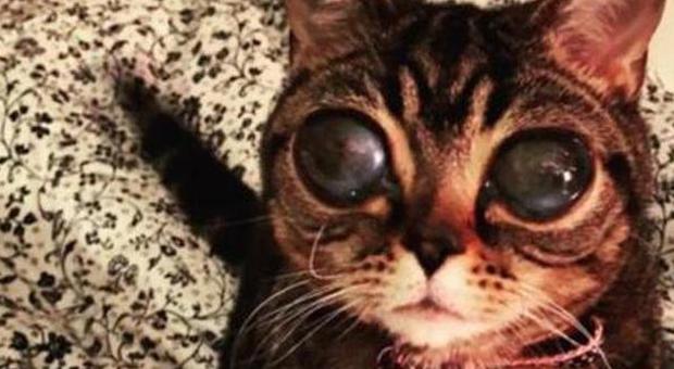Matilda, la gatta-aliena, conquista il web: ecco il perché dei suoi occhioni