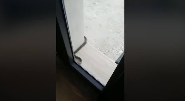 Un serpente nel giardino dell'asilo nido a Roma, il video denuncia