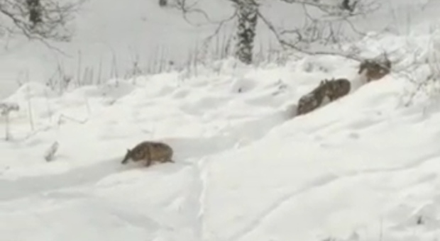 Irpinia nel gelo, branco di lupi a caccia di cibo nelle campagne