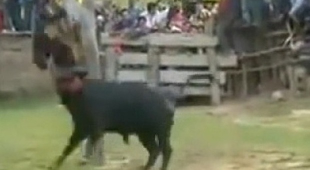 La rivincita del toro: incorna il suo aguzzino e poi fugge via verso la libertà