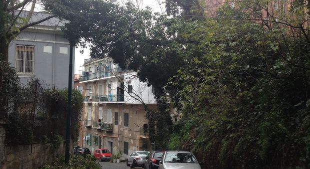 Vomero, Arenella e centro storico: alberi non potati da cinque anni
