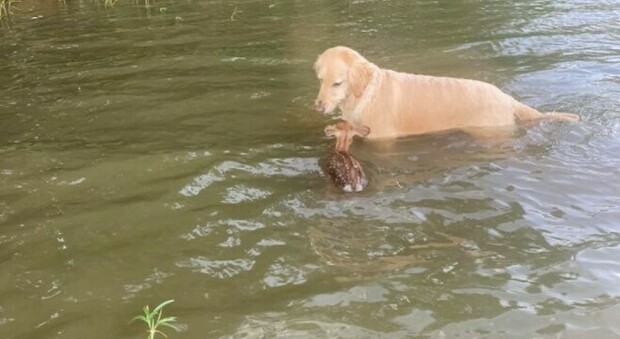 immagine Il cane salva il cerbiatto che sta affogando nel lago: e i due diventano 