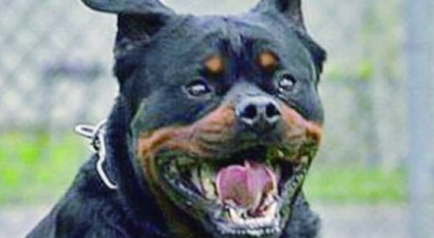 Il rottweiler è aggressivo e ringhia in casa: sfrattati dal cane del parente ricoverato