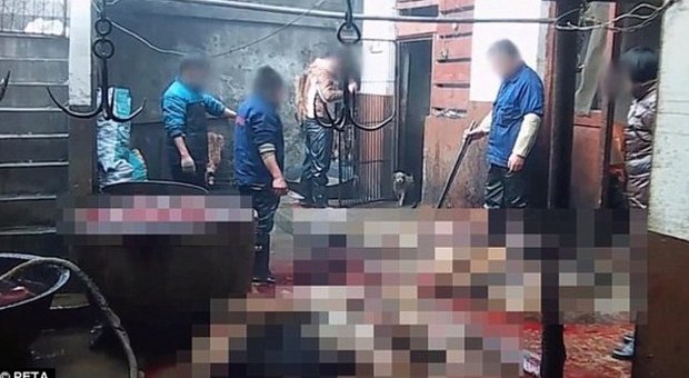 Cina choc, denuncia degli animalisti: cani uccisi e scuoiati per i prodotti di pelle