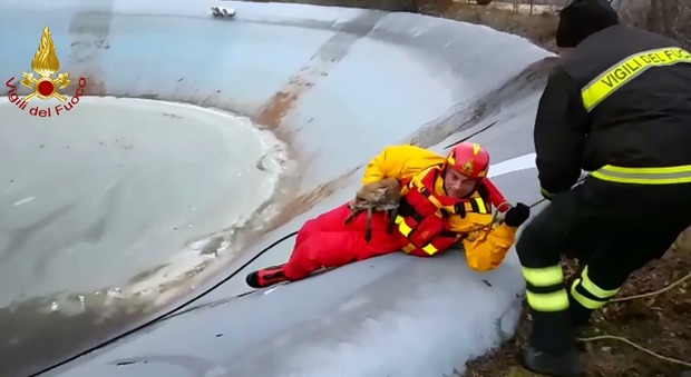 Volpe scivola nel lago artificiale salvata dai pompieri
