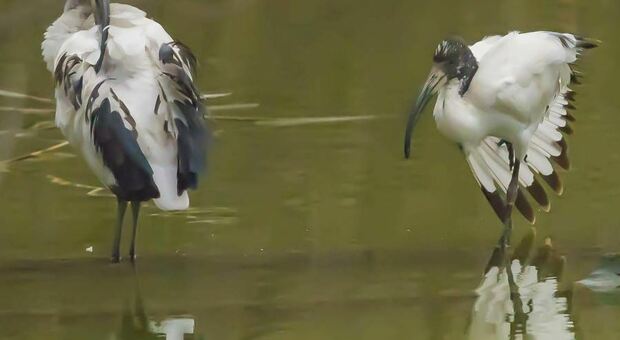 L'ibis sacro sta diventano stanziale nella laguna veneziana