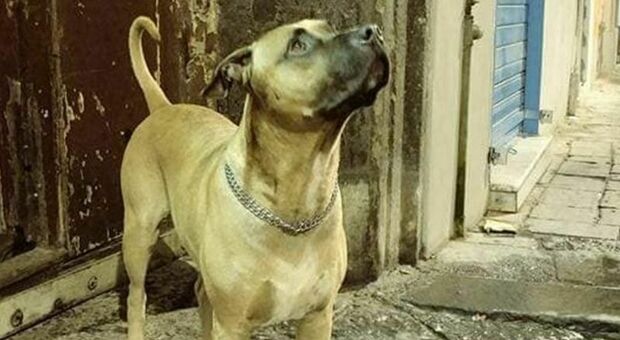 Forcella: gara di solidarietà per Ugo, il cane-mascotte del quartiere
