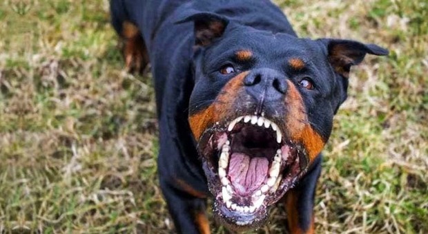 Aggredita e uccisa dal cane rottweiler del fratello: i carabinieri devono sparare all'animale per permettere i soccorsi