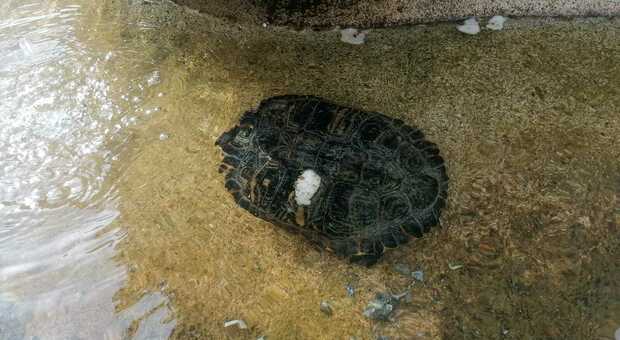 Civita Castellana, la tartaruga abbandonata nella fontana è stata portata in salvo