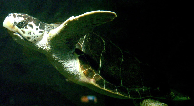 Turista veneto va in vacanza in Kenya e si fa spedire a casa una tartaruga marina