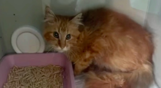 Allevatrice di Maine Coon muore in casa: 20 gatti si nutrono con il suo cadavere per settimane