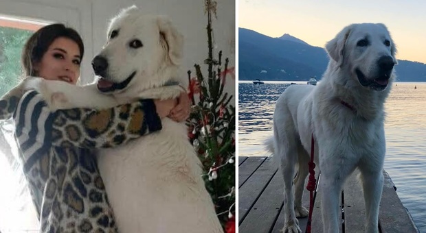 Cane morto in traghetto, la rabbia di Sara: «Nessun veterinario disponibile all'Elba»