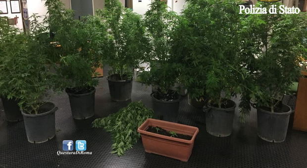 Roma, sorpreso con 10 piante di marijuana in giardino: arrestato 65enne
