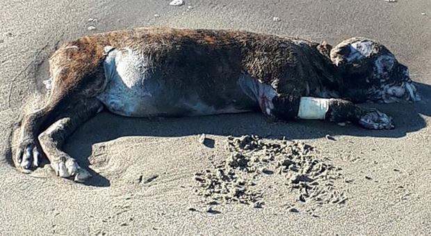 Una carcassa di un cane sulla spiaggia di Lago Patria: «Atto vile»