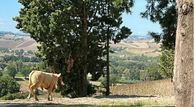 Il bovino in fuga è stato preso a Serra de' Conti: non era un toro ma un vitellone