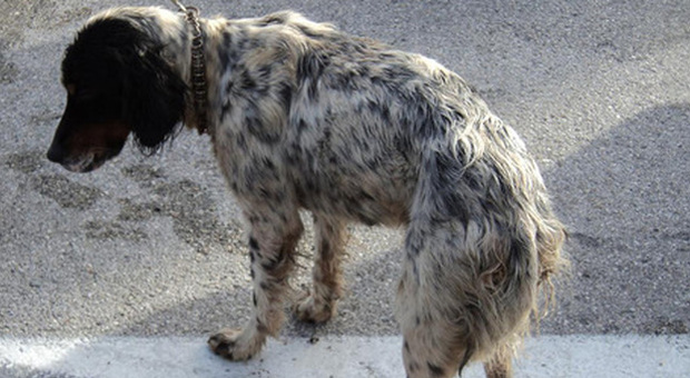 Ancona, amputazioni illegali di orecchie e code a cani e traffico internazionale di cuccioli: 40 denunce