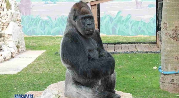 Petizione per liberare il gorilla triste: raggiunte 50mila firme