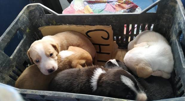 «Quel sacco si muove...», salvati nove cuccioli gettati nell'immondizia a Napoli